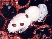 220px-Vorroa_Mite_on_pupa